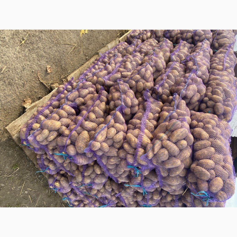 Продам насіння картоплі сортів Марфуша, Солоха, Хортиця