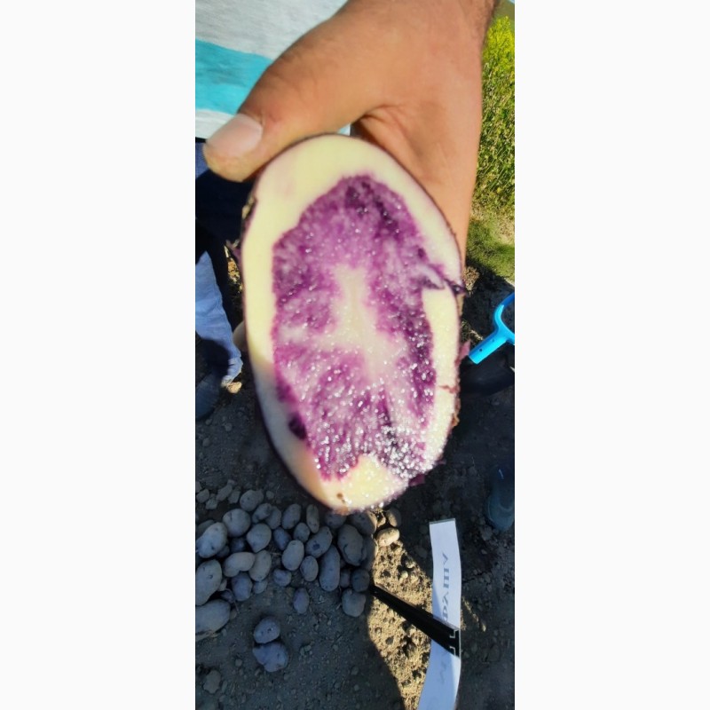 Фото 2. Продам насіння картоплі сортів Марфуша, Солоха, Хортиця