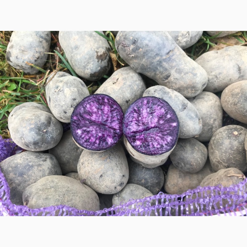Фото 3. Продам насіння картоплі сортів Марфуша, Солоха, Хортиця