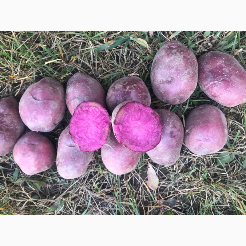 Фото 4. Продам насіння картоплі сортів Марфуша, Солоха, Хортиця