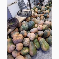 Продам гарбуз (тыкву) урожай 2020 року