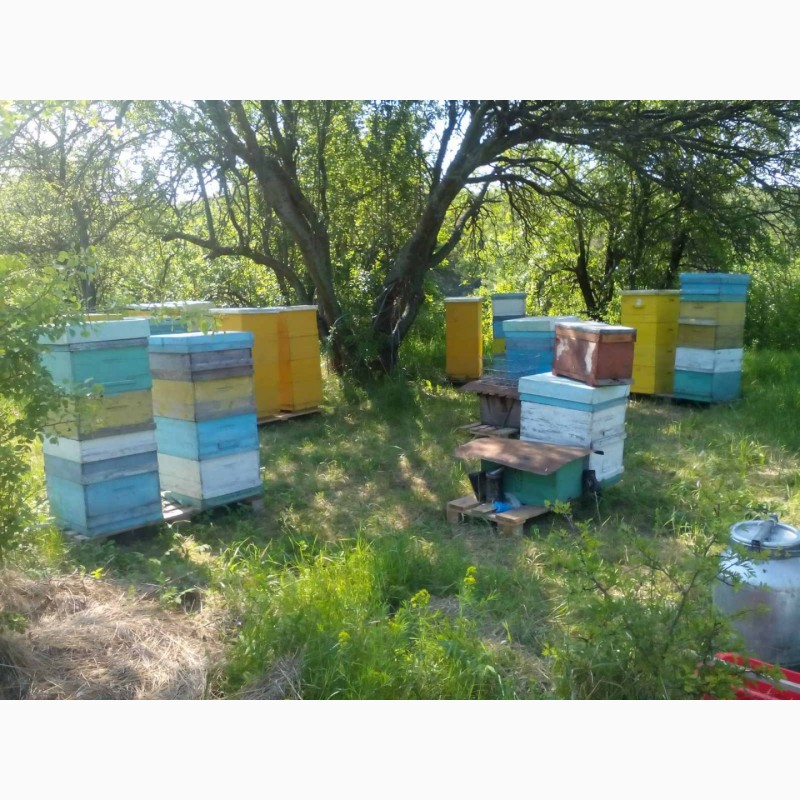 Фото 3. Продамо бджоломатки