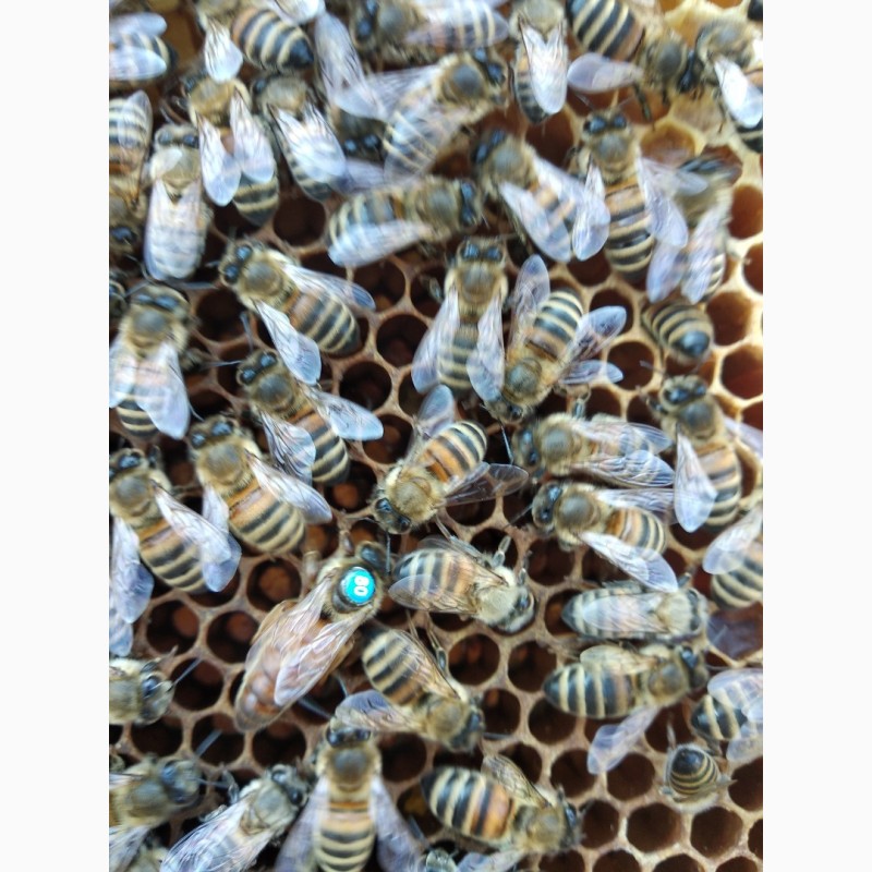 Фото 4. Продамо бджоломатки
