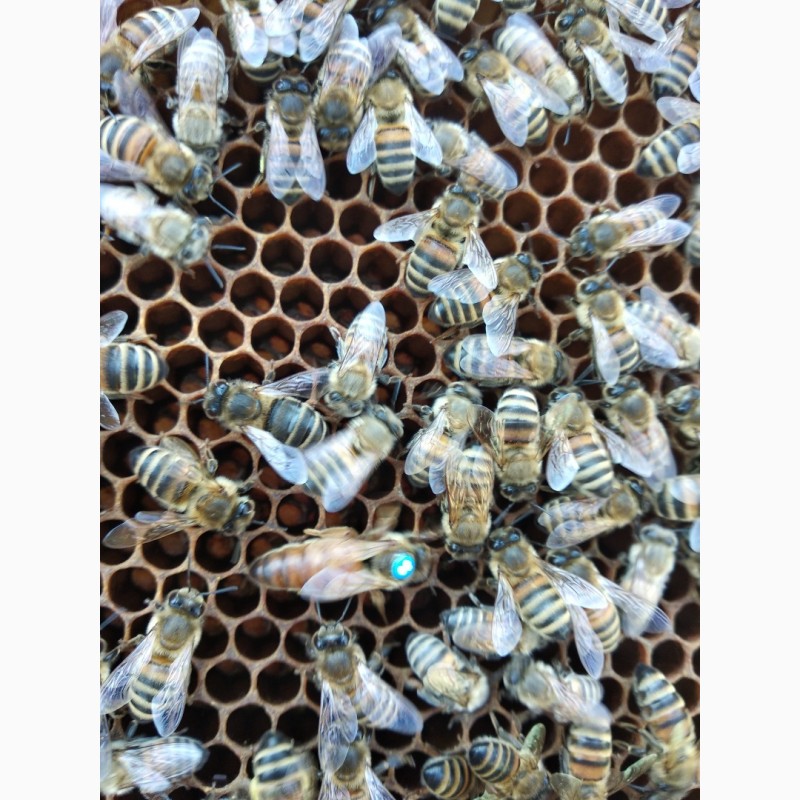 Фото 5. Продамо бджоломатки