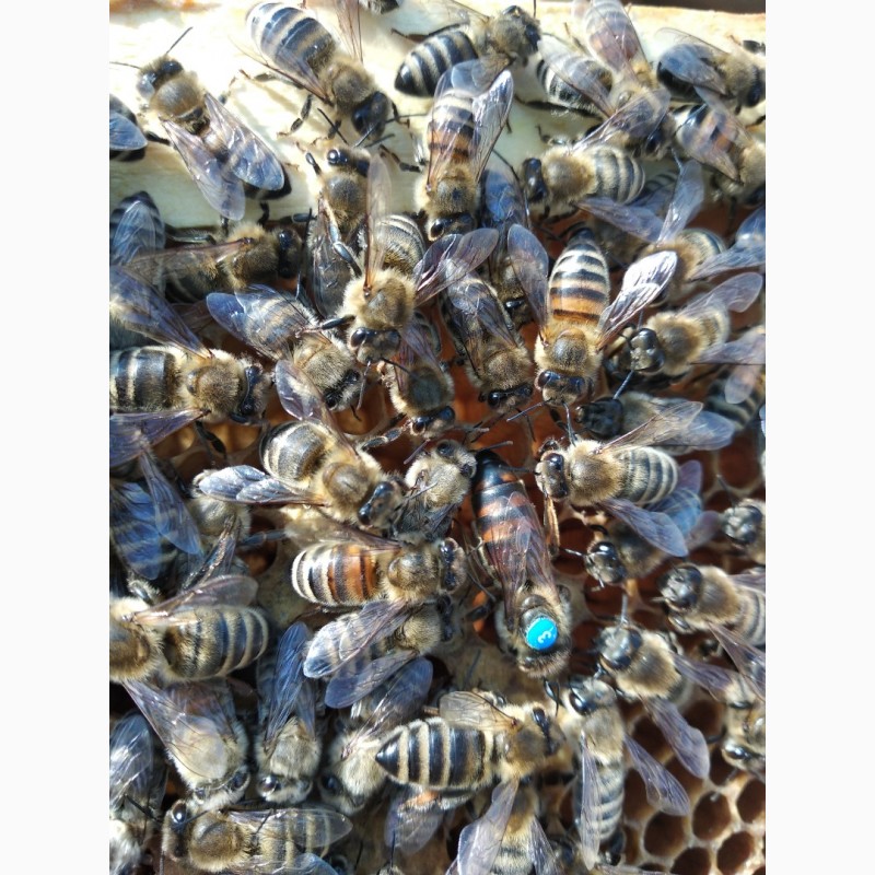 Фото 6. Продамо бджоломатки