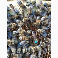 Продамо бджоломатки
