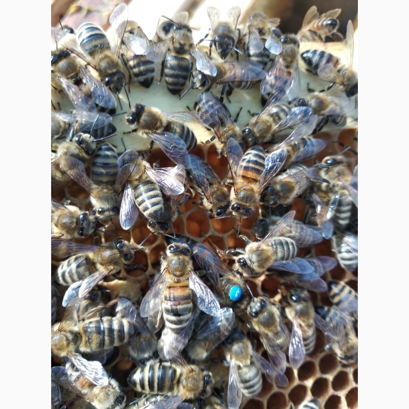 Фото 7. Продамо бджоломатки