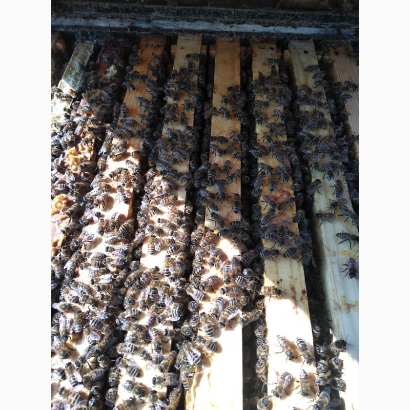 Фото 8. Продамо бджоломатки