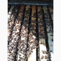 Продамо бджоломатки