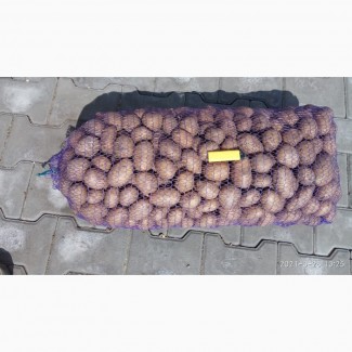 Продам насінева картопля