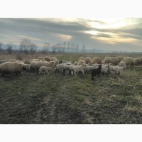 Ягнята, вівці, барани, turcane