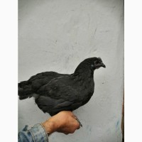 Продам чернокожих китайских цыплят, породы Льюянг Вуцзи