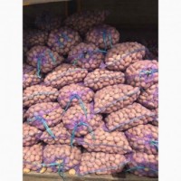 Продам насiння картоплi сорт Беларосса и Ривьера