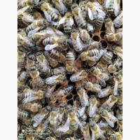 Продам плідні бджоломатки КАРПАТКА 2022 року