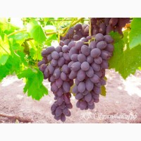 Куплю виноград технических и столовых сортов