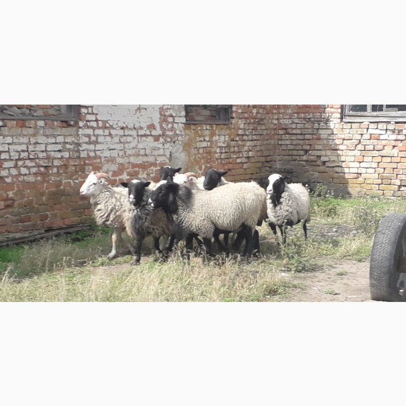 Фото 2. Продам овець Кропивницкий. 10 баранчиків вага по 30-35кг навіть 37 і 50