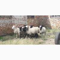 Продам овець Кропивницкий. 10 баранчиків вага по 30-35кг навіть 37 і 50