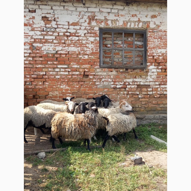 Фото 3. Продам овець Кропивницкий. 10 баранчиків вага по 30-35кг навіть 37 і 50
