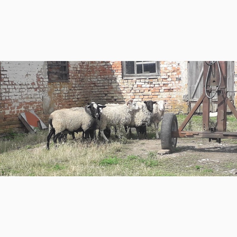 Фото 4. Продам овець Кропивницкий. 10 баранчиків вага по 30-35кг навіть 37 і 50