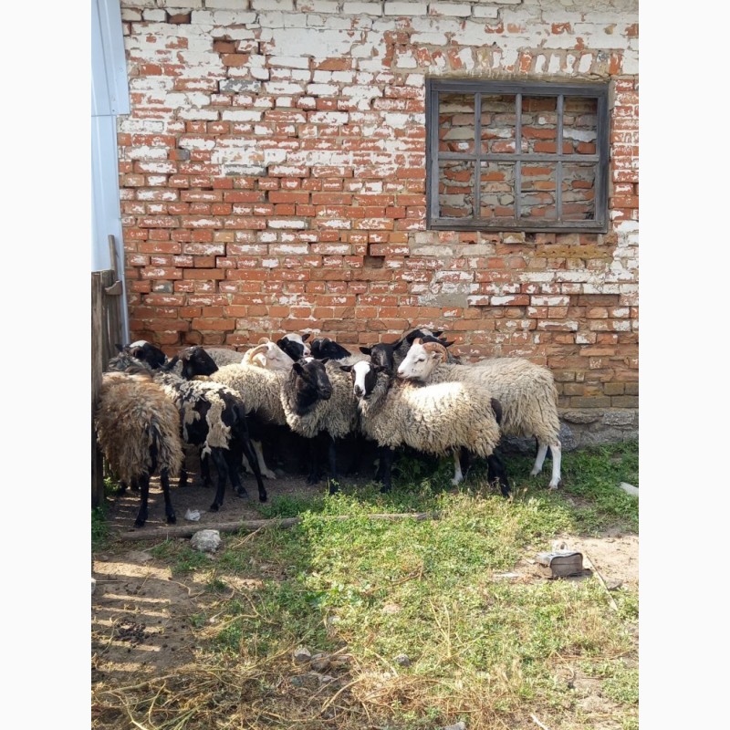 Фото 5. Продам овець Кропивницкий. 10 баранчиків вага по 30-35кг навіть 37 і 50