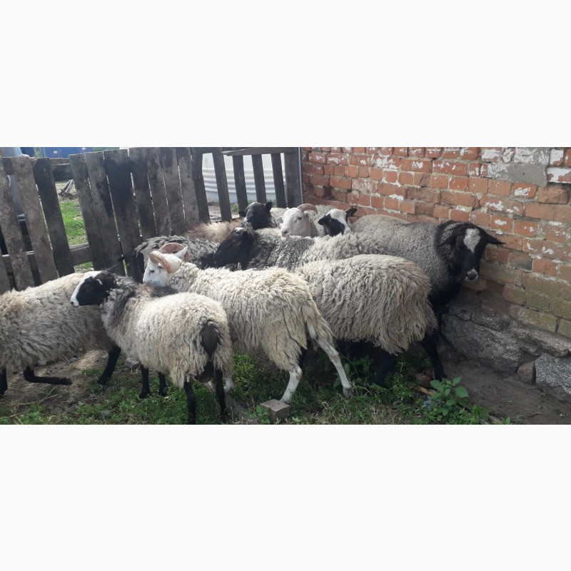 Фото 6. Продам овець Кропивницкий. 10 баранчиків вага по 30-35кг навіть 37 і 50