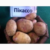 Нассінєва картопля сорту Пікассо продам від 2 тон