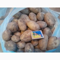 Продажа молодого картофеля