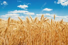 Фото 3. Куплю пшеницу продовольственную