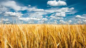 Фото 4. Куплю пшеницу продовольственную