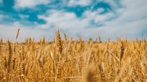 Фото 7. Куплю пшеницу продовольственную