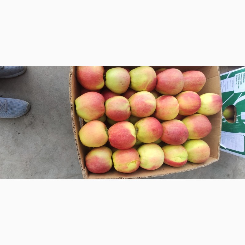 Фото 4. Продам яблука Лігольд Чемпіон Голден