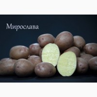 Продам насіннєву картоплю високоврожайних та популярних сортів