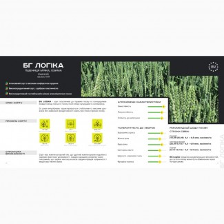 Пшениця озима (безоста) - BG Logika / Durum Seeds /