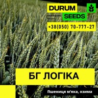 Пшениця озима (безоста) - BG Logika / Durum Seeds /