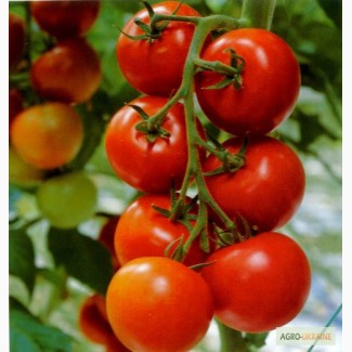 Рассада томатов ( помидора )