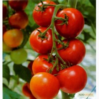 Рассада томатов ( помидора )