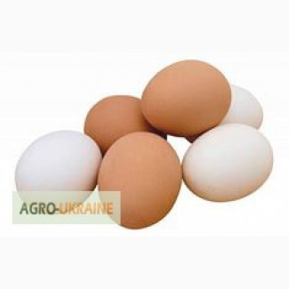 Продам куриные яйца категорий СВ С0 С1 С2 С3 цена от 1.15 грн