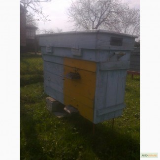 Продам пасеку с пчелами