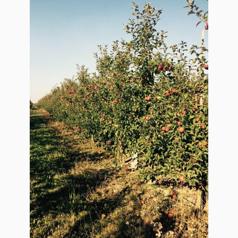 Фото 10. Продам яблуневий сад
