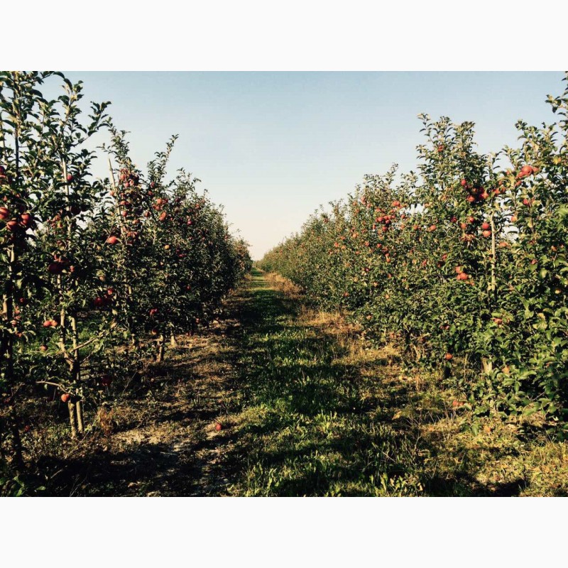 Фото 11. Продам яблуневий сад