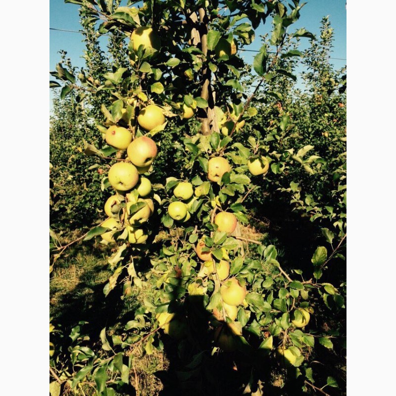 Фото 8. Продам яблуневий сад