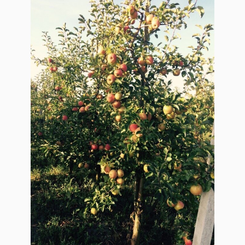 Фото 9. Продам яблуневий сад