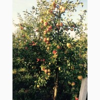 Продам яблуневий сад
