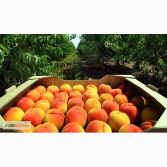 Ящики для персиков, абрикос, сливы, винограда, мандарин, хурмы, лотки для фрукты, тара