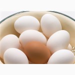 Продам яйцо крупным оптом