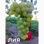 Саженцы столового винограда
