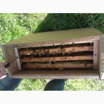 Продам пчелопакеты Карпатской породы