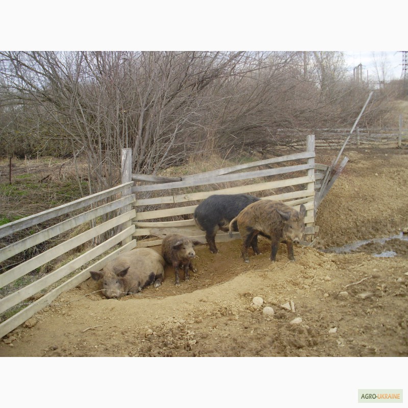 Фото 4. Продам свині мангали