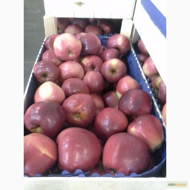 Фото 2. Продам польские яблоки