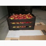 Продам польские яблоки